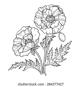 Graphic silhouettes of two poppies