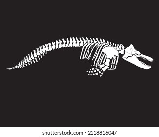 Graphic skeleton of a killer whale on a black background. Vector illustration.