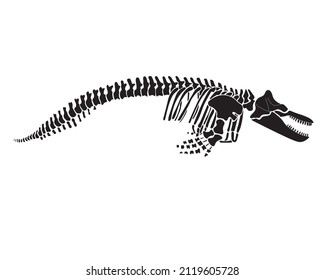 Graphic skeleton of a killer whale on a white background. Vector illustration.