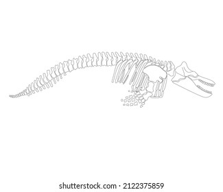 Graphic skeleton of a killer whale on a white background. Vector illustration.