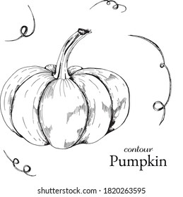 Graphic sketch autumn pumpkin and curl twigs