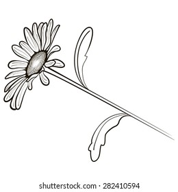 Graphic sketch of daisies