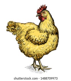 Graphic sketch with hen, hand drawn vector illustration