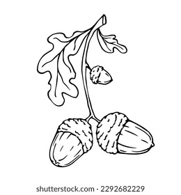 Graphic sketch of an oak tree branch with acorns.Vector graphics.