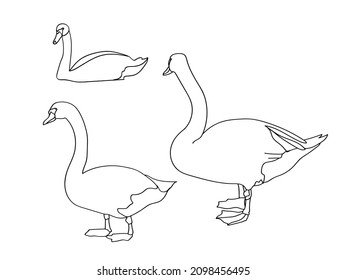 Graphic sketch. Swans. Pattern.Image on white and colored background.