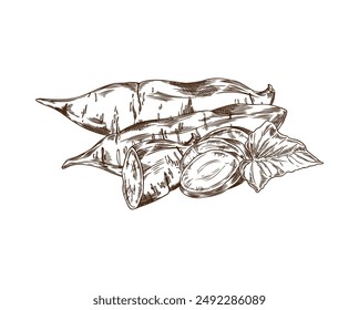 Dibujo gráfico de batata. Ilustración vectorial con un detallado dibujo en blanco y negro de un tubérculo de patata entero y cortado con hojas. Ideal para proyectos educativos. Fondo aislado.