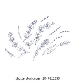 Graphic sketches of lavenderi.Graphic botanical sketch. Manual graphics. Vector illustration.