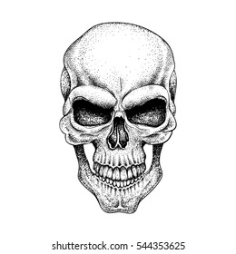 Graphic skull. Dotwork.Isolated on white background.Vector illustration