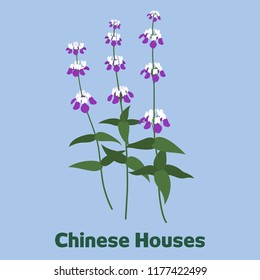 The graphic of small white and purple flowers that line up in a fan like formation called Chinese Houses.