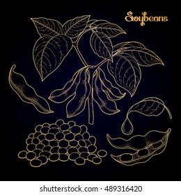 Graphic soybean collection drawn in line art style. Vector proper food isolated on black background in golden colors.