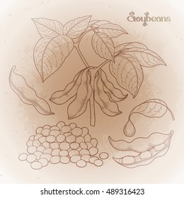 Graphic soybean collection drawn in line art style. Vector proper food isolated on the vintage background in ocher colors.