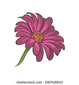graphic spring flower vector illustration