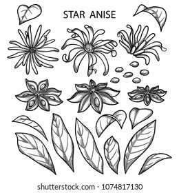 Graphic star anise collection. Vector flowers, leaves, fruits and seeds isolated on white background. Coloring book page for adults and kids