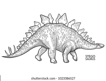 Graphic stegosaurus. Vector dinosaur isolated on white background. Animal of the prehistoric period in engraving technique. Coloring book page design