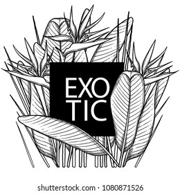 Graphic strelitzia card. Vector design with exotic leaves and flowers isolated on white background. Coloring book page for adults and kids