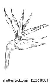 Graphic strelitzia flower. Vector exotic leaves and flowers isolated on white background. Coloring book page for adults and kids. Hand drawn style