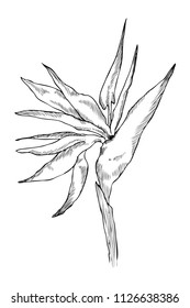 Graphic strelitzia flower. Vector exotic leaves and flowers isolated on white background. Coloring book page for adults and kids. Hand drawn style