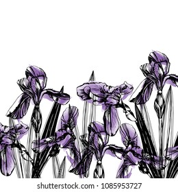 graphic style, vector botanic illustration iris flower on white background. Postcard, wallpaper, fabric, poster design.