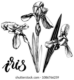 graphic style, vector botanic illustration iris flower on white background. Postcard, wallpaper, fabric, poster design.