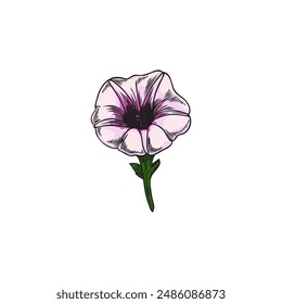 Graphic sweet potato flower. Detailed vector illustration of a Japanese sweet potato inflorescence, presented in color. Ideal icon for educational purposes.