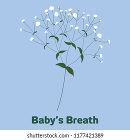 The graphic of tiny white flowers called Baby's Breath.