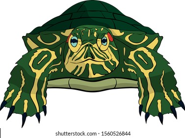 Graphic Trachemys scripta turtle. Vector