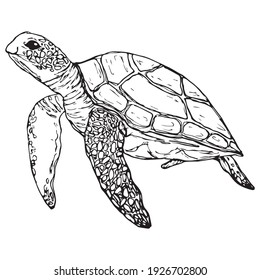 Graphic turtle. Vector . Isolated on a white background