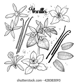 Graphic vanilla flowers collection isolated on white background. Vector floral design elements. Coloring book page design for adults and kids