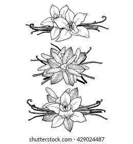 Graphic vanilla flowers collection isolated on white background. Vector floral vignettes. Coloring book page design for adults and kids