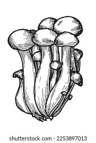 Graphic vector black and white image of edible mushrooms in sketch style, for menu decor, sticker, coloring, embossing