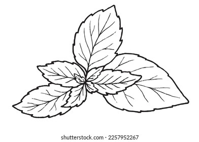 Graphic vector black and white image of a basil sprig in sketch style, for menu decor, sticker, coloring, embossing