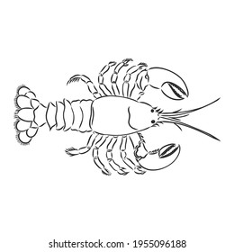 Graphic vector cancer drawn in line art style. Sea and ocean creature isolated on white background. Seafood element. Coloring book page design