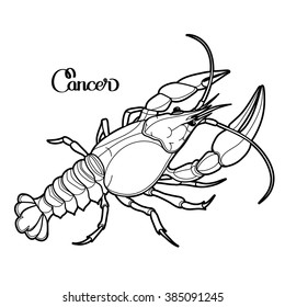 Graphic vector cancer drawn in line art style. Sea and ocean creature isolated on white background. Seafood element. Coloring book page design