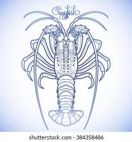 Graphic vector crayfish drawn in line art style. Spiny or rocky lobster. Sea and ocean creature in blue colors. Top view. Seafood element. Coloring book page design