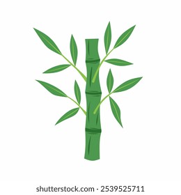 Graphic vector illustration of bamboo stem and its green leaves on white background. Perfect for nature themed concepts.