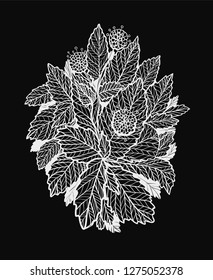 Graphic vector illustration with black and white mint bunch and mint flowers. Isolated uncolored illustration. Can be used as print. Nature spring element with leaves.