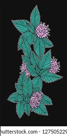 Graphic vector illustration with green mint bunch and mint flowers. Isolated illustration. Can be used as print. Nature spring element with leaves.