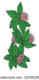 Graphic vector illustration with green mint bunch and mint flowers. Isolated illustration. Can be used as print. Nature spring element with leaves.