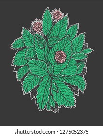 Graphic vector illustration with green mint bunch and mint flowers. Isolated illustration. Can be used as print. Nature spring element with leaves.