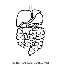 Ilustración vectorial gráfica del sistema digestivo humano. Hígado, vesícula biliar, páncreas, estómago e intestinos. Diseño lineal aislado sobre fondo blanco. Elementos médicos para su uso en el Anuncio, tarjeta.