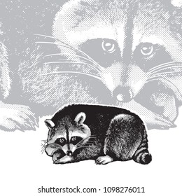 Graphic vector illustration of a lying raccoon.
Black and white portrait in style of engraving, isolated on white background, design element for logo or template. Cute fluffy animal of North America. 