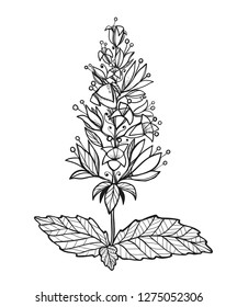 Graphic vector illustration with mint flower. Isolated elements. Graphic nature illustration. Uncolored. 