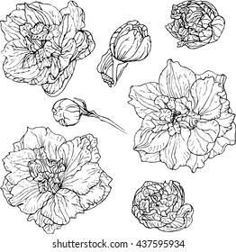 Graphic vector illustration set of delphinium flowers