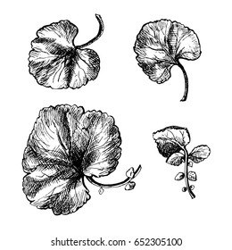 Graphic vector illustration: set of leaves of herbaceous plants.