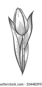 Graphic vector illustration of tulip on a white background. Hand drawn artwork. Concept for wedding invitations, cards, tickets, congratulations, branding. Gift for young girl and women