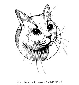 
Graphic vector illustration of a white cat's face