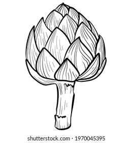 graphic vector image of artichoke flower on white background