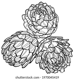 graphic vector image of artichoke flower on white background