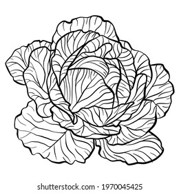 graphic vector image of a whole head of cabbage on a white background