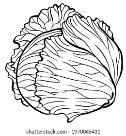 graphic vector image of a whole head of cabbage on a white background